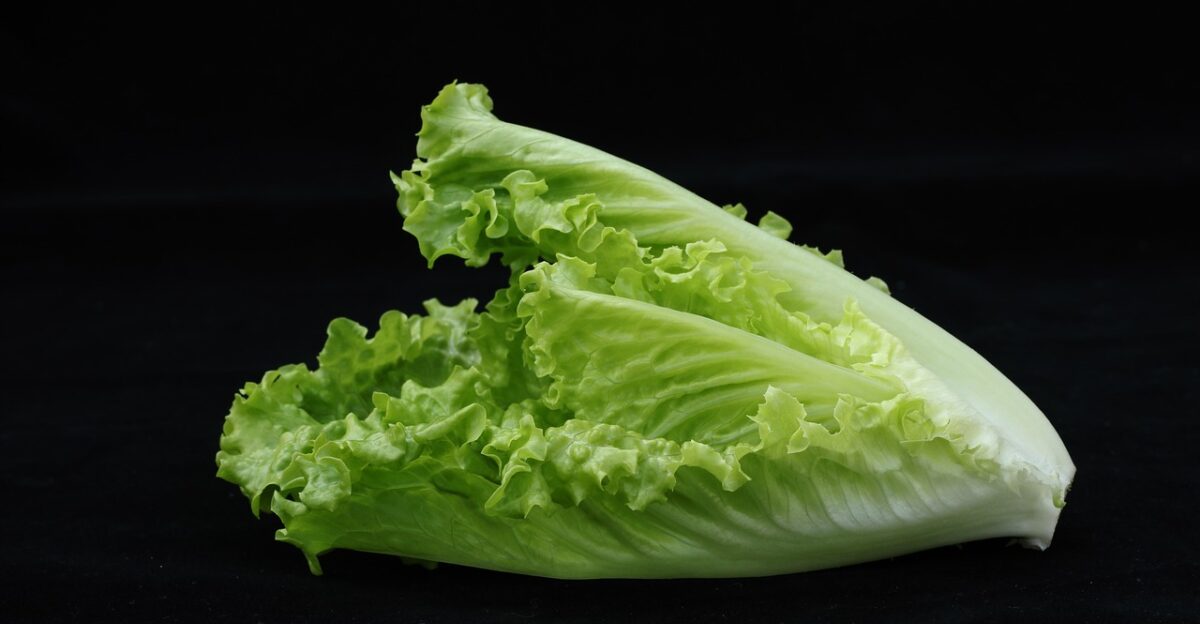 vegetable lettuce romaine lettuce lettuce leaves salad food healthy harvest produce organic fresh vegetarian diet greens vegan food photography lettuce lettuce lettuce lettuce lettuce romaine lettuce romaine lettuce