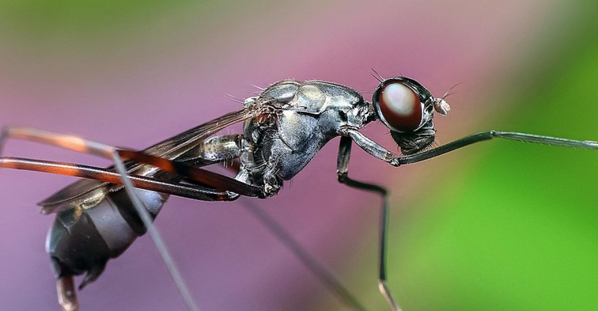 ant insect animal arthropod wildlife nature macro closeup ant ant ant ant ant