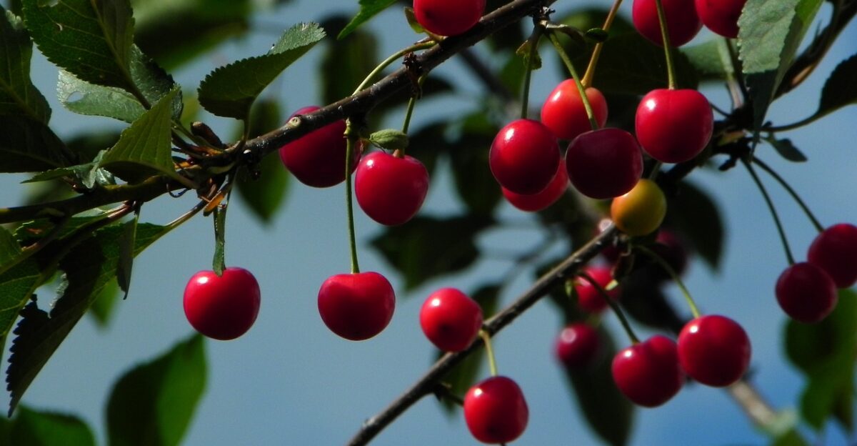 cherries sour cherries morello fruit red summer food harvest ripe nature garden stone fruit cherry tree cherries cherries cherries cherries cherry tree cherry tree cherry tree cherry tree cherry tree