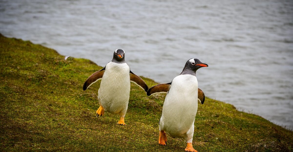penguins falkland nature bird wilderness antarctica cold animal wildlife islands aquatic ocean freezing water island gray natural gray island penguins penguins penguins falkland antarctica antarctica antarctica antarctica antarctica