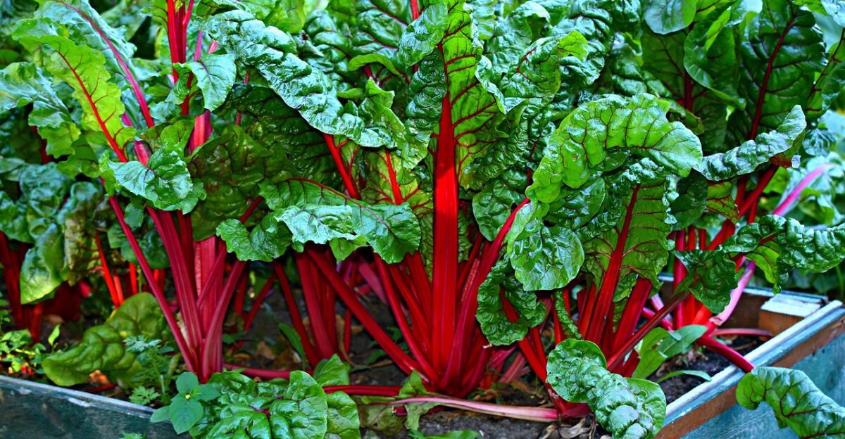swiss chard vegetable kitchen garden organic fresh nutrition food meal healthy greens leaf stalk green food green kitchen green vegetables green garden green healthy green leaf nature green gardening green nutrition green leaves