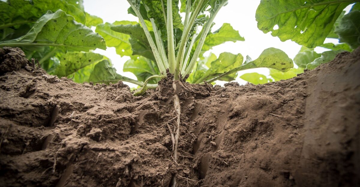 agriculture sugar beet turnip beets beet cultivation sugar produtktion field fields earth food field management field work field order sugar beet sugar beet sugar beet sugar beet sugar beet turnip turnip turnip