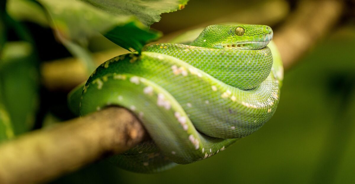 snake green nature animal green snake scales reptile portrait green mamba dangerous jungle toxic tree snake wild animal animal world wildlife wildlife photography
