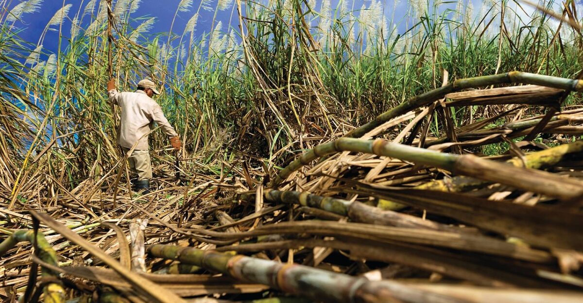 cane sugar field cane cane cane cane cane