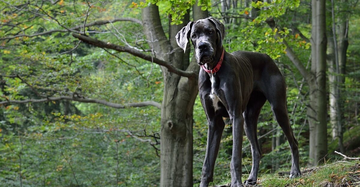 great dane animal portrait pet dog