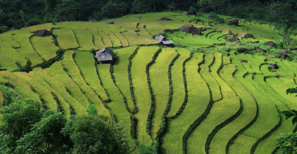 landscape terraced fields vietnam vietnam rice field vietnam landscape vietnam vietnam vietnam vietnam vietnam