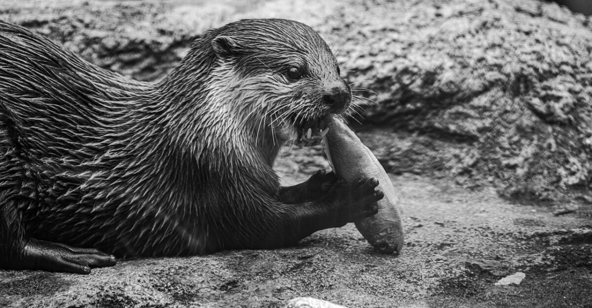 otter eat black and white nature animal