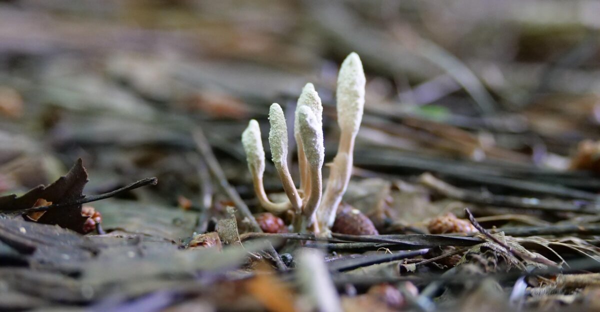 cordyceps medicinal fungi nature cordyceps cordyceps cordyceps cordyceps cordyceps