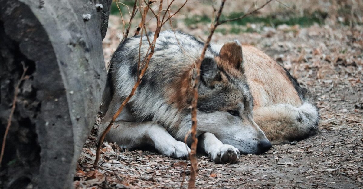 mexican wolf gray wolf wolf animal nature wilderness wildlife mexican wolf mexican wolf mexican wolf mexican wolf mexican wolf