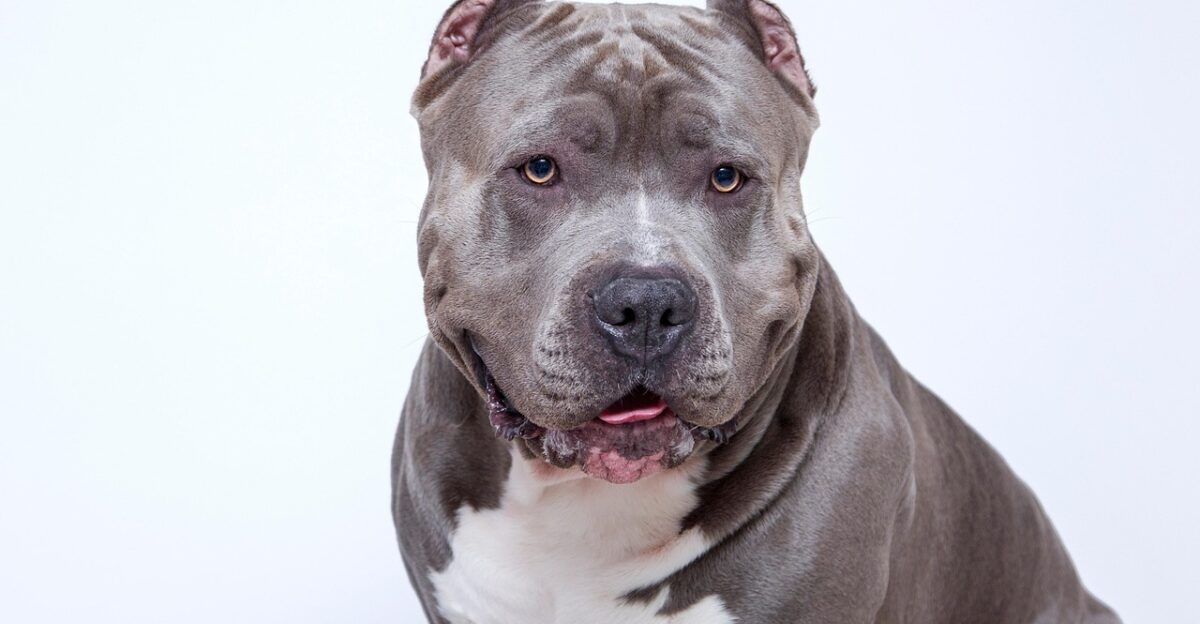 american pit bull animals pit bull pet animal dog nature pit bull xxl breed pit bull