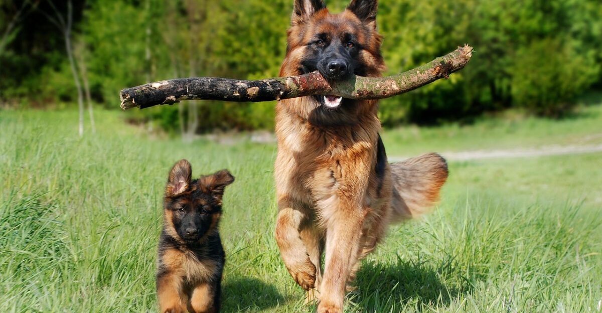 shepherd dog dog domestic animal animal dog puppy baby dog young and old nature old german shepherd dog pet puppy