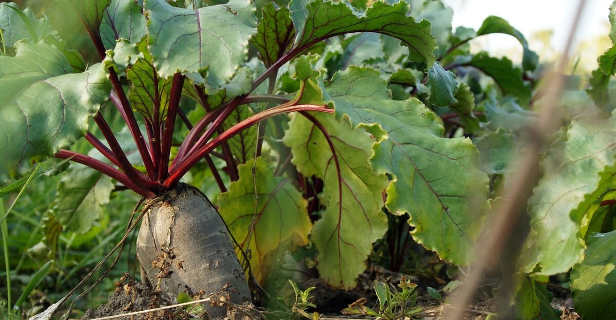 beet vegetable food root crop plant healthy nature nutrition organic produce ground garden harvest
