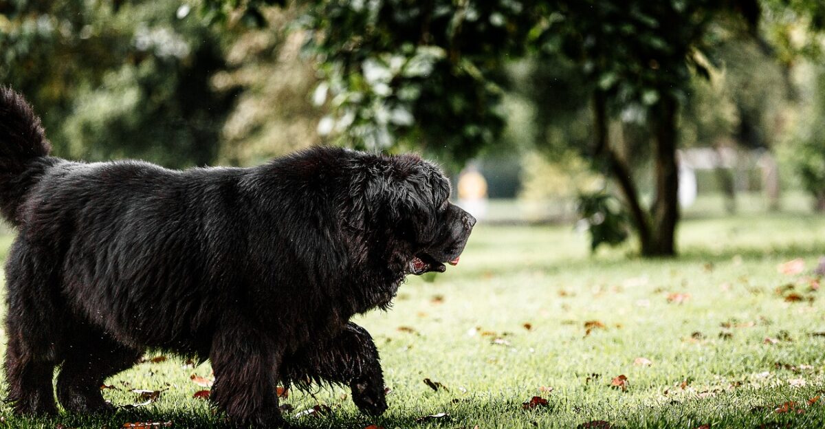 newfoundland dog dog pet terranova black dog animal domestic canine mammal cute nature outdoors field