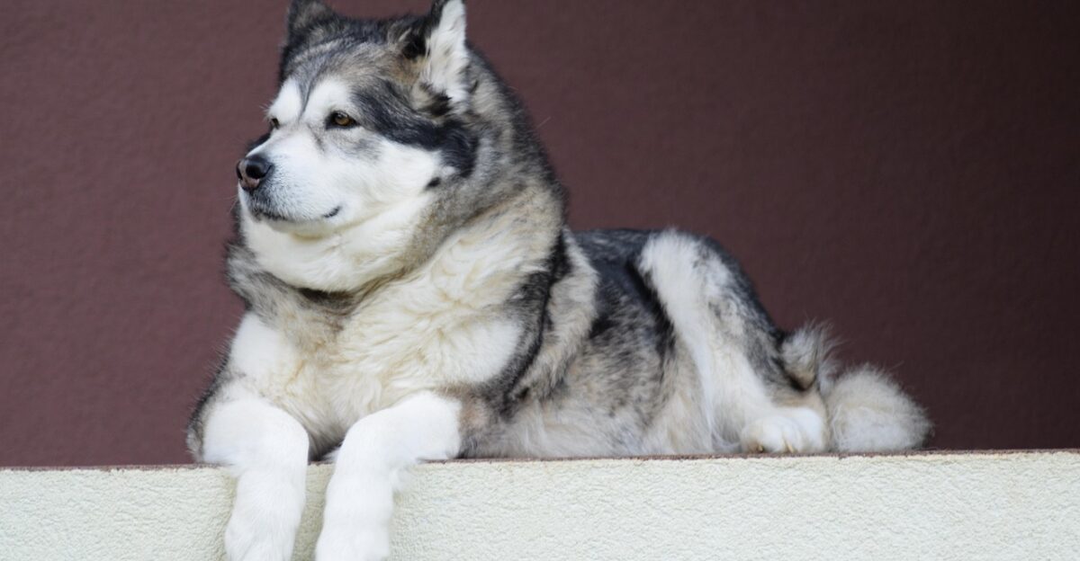alaskan-malamute pet animal malamute dog