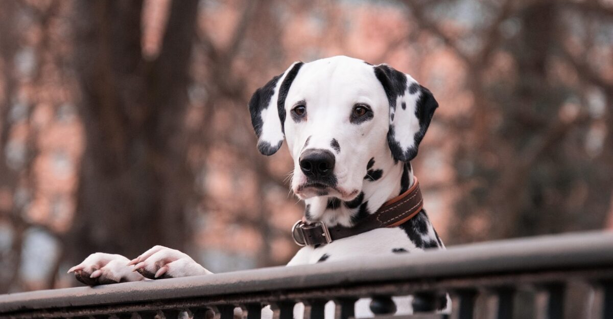 dalmatian dogs domestic animal loyal to mammal dalmatian dalmatian dalmatian dalmatian dalmatian dogs dogs dogs
