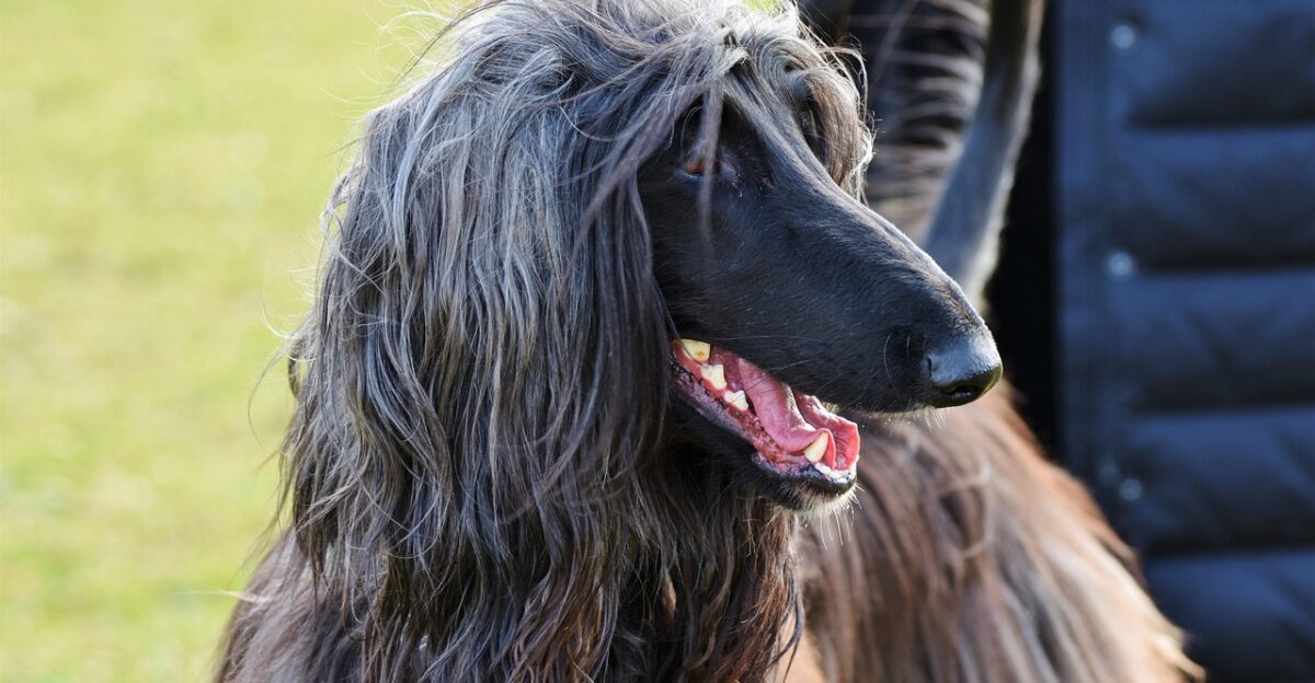 afghan greyhound afghan hound balutschi-greyhound dog purebred dog hair nature snout teeth denture bite pet run cute domestic animal animal