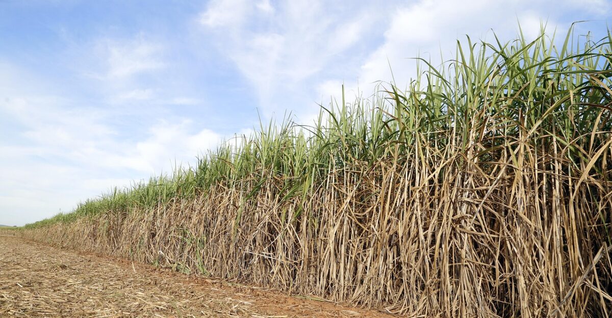 cane field the sugar cane-of-sugar crop agricultural farm combine harvest brazil goias agriculture ground harvester machining