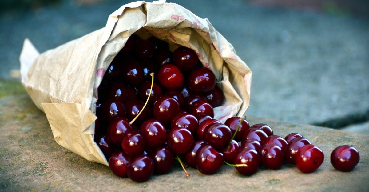 cherries fruit sour cherries bag to harvest red ripe fresh harvest yummy summer garden nourishment pome fruit family healthy food nature bio vitamins