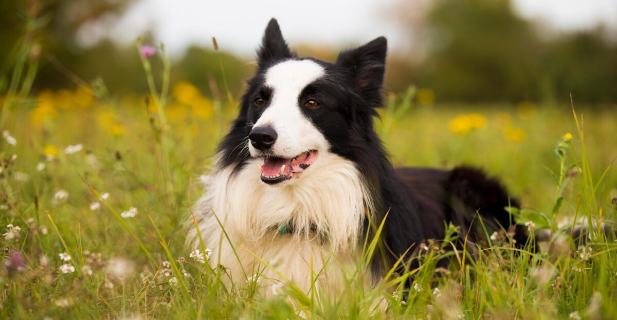 border collie collie dog pet canine animal lying fur snout meadow mammal dog portrait animal world nature border collie border collie border collie border collie border collie dog
