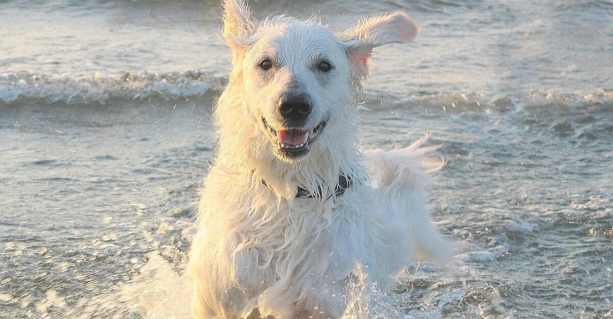 kuvasz dog shepherd dog water sea bathe beach summer the west coast the coast evening sun joy kuvasz kuvasz kuvasz kuvasz kuvasz