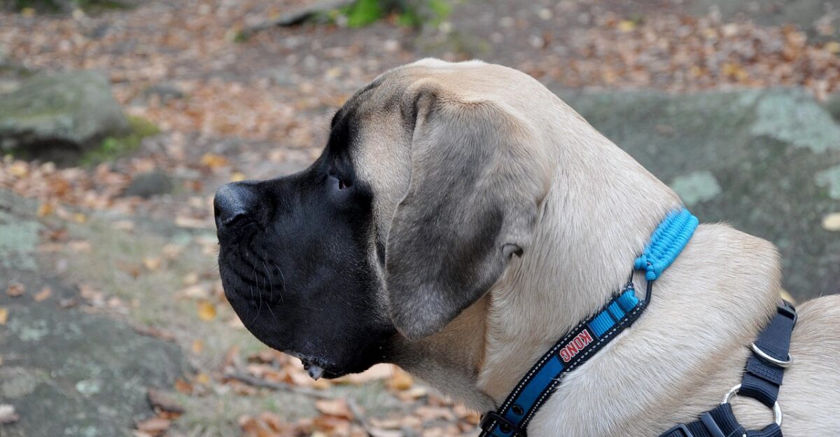 english mastiff mastiff dog english-mastiff animals animal fauna purebred face nature pedigree pet large
