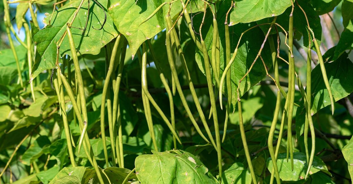 string beans bean plant fruits leaves tree catalpa string seed pods nature sunny summer naturally close string-bean-tree flora botanical