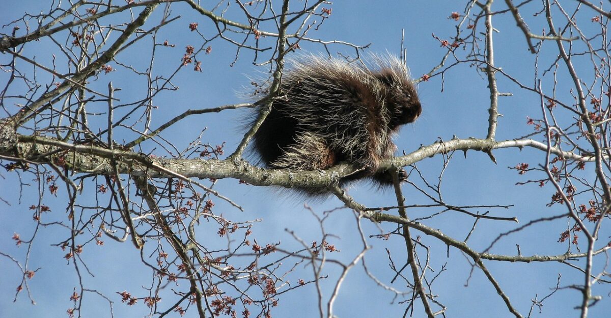 canada porcupine north american porcupine common porcupine erethizon dorsatum farm destructive moneymore ontario canada blue farm