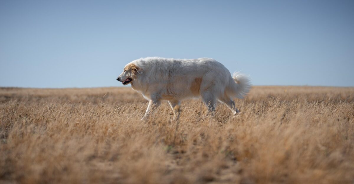dog pyrenean mountain dog herd protection dog sky domestic animal nature animal evening pet sun