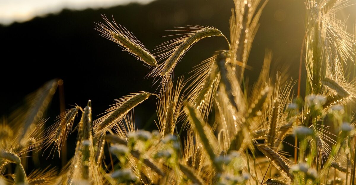 rye spike grain rye field field crop food nourishment agriculture lighting mood evening light backlighting crop crop crop crop crop