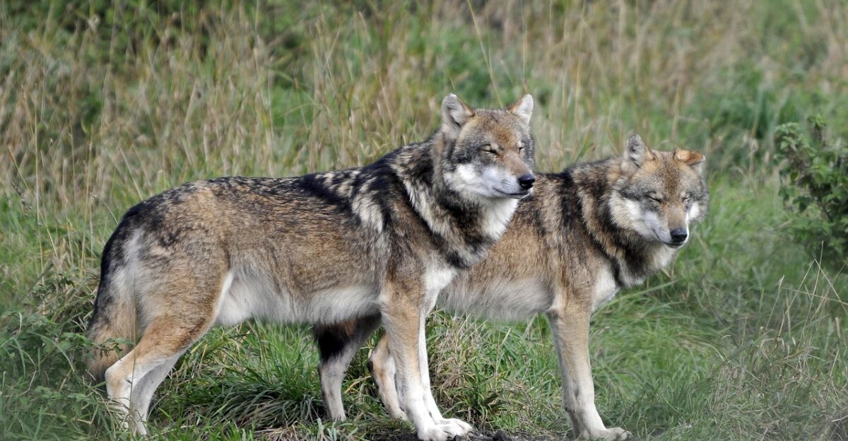 wildlife park poing wolves wolves wolves wolves wolves wolves