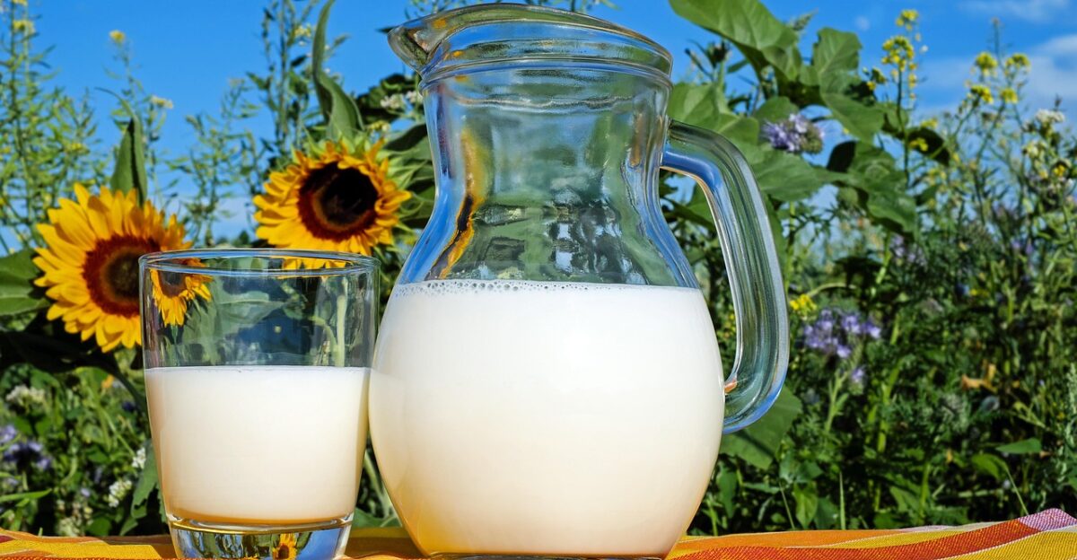 milk glass pitcher fresh fresh milk drink beverage dairy dairy products glass pitcher healthy delicious vitamins liquid cow s milk protein nutrition milk milk milk milk milk