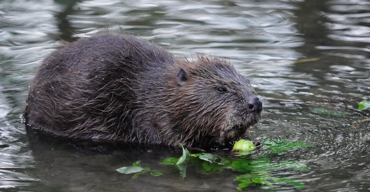 beaver rodent castor fiber european beaver eurasian beaver herbivores beaver beaver beaver beaver beaver castor fiber european beaver eurasian beaver eurasian beaver