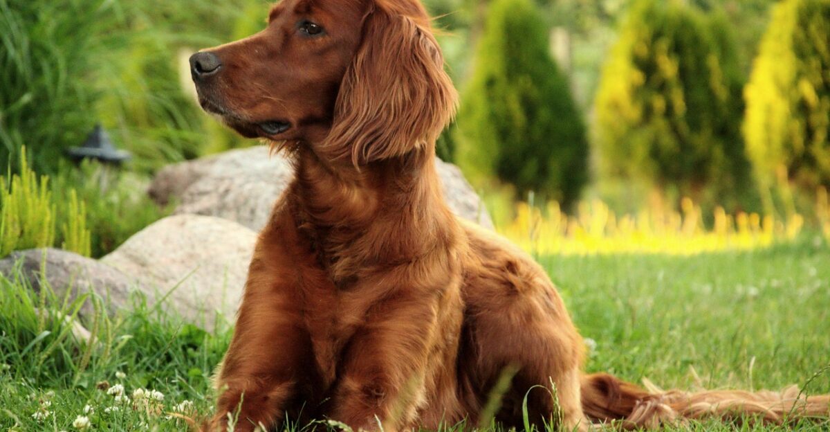 dog portrait animal pet irish setter