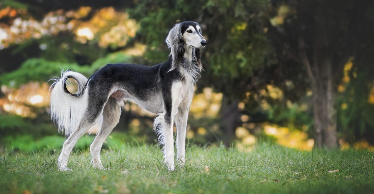 nature dog greyhound saluki pet animal love loyal colors race happy the persian greyhound purebred dog pets dog dog dog dog dog greyhound saluki