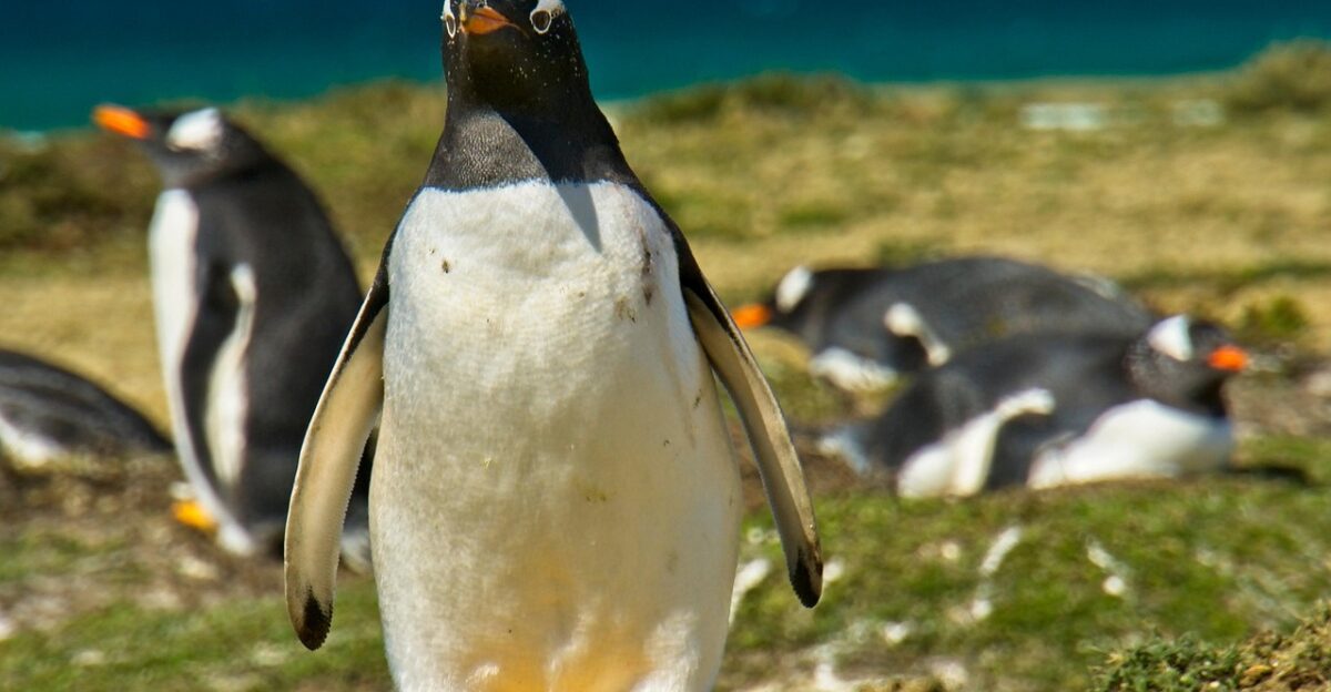 penguins birds animals wildlife nature falkland islands colony penguins falkland islands falkland islands falkland islands falkland islands falkland islands