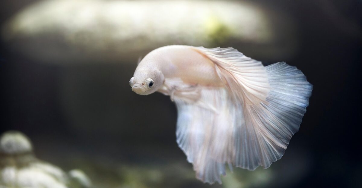 aquarium fish pet betta siamese fighting fish nature animal world swimming water underwater swim tank fish tank