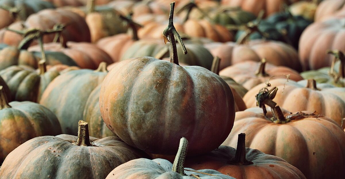 pumpkins pumpkin patch harvest vegetables nature fall forest healthy food pumpkin market thanksgiving
