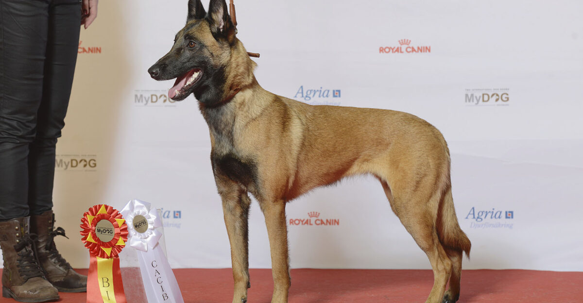 Grupp 1 BELGISK VALLHUND MALINOIS Krokasmedens Epic MyDOG nordens st rsta hundevenemang