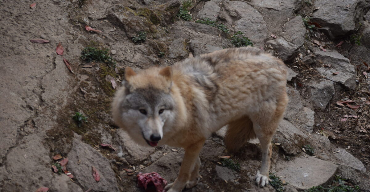 A Himalayan wolf eating a piece of meat taking a look at the surroundings