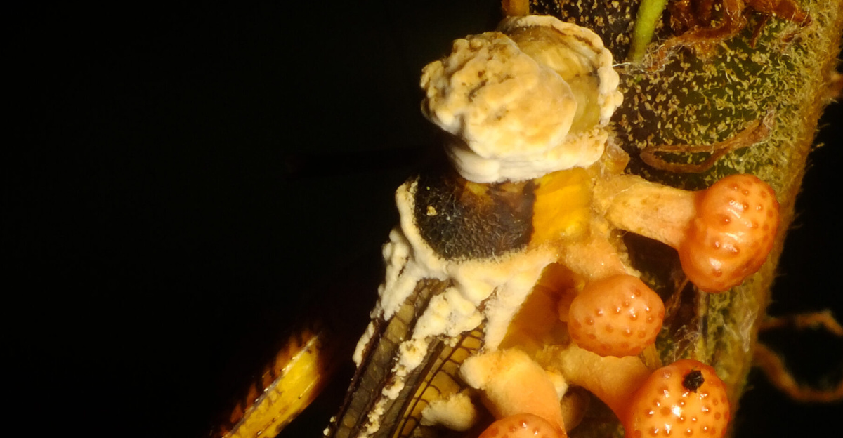 Jamur Cordyceps dapat menginfeksi serangga seperti belalang dan menjadikan belalang tersebut seperti zombie untuk mencari sinar matahari dan jamur akan melepaskan spora dan mulai mencari mangsa baru
Lokasi Foto di Kabupaten Sarolangun, Jambi