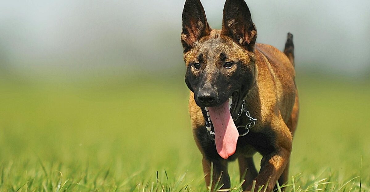 A lively Belgian Malinois dog running in an open grassy field full of energy