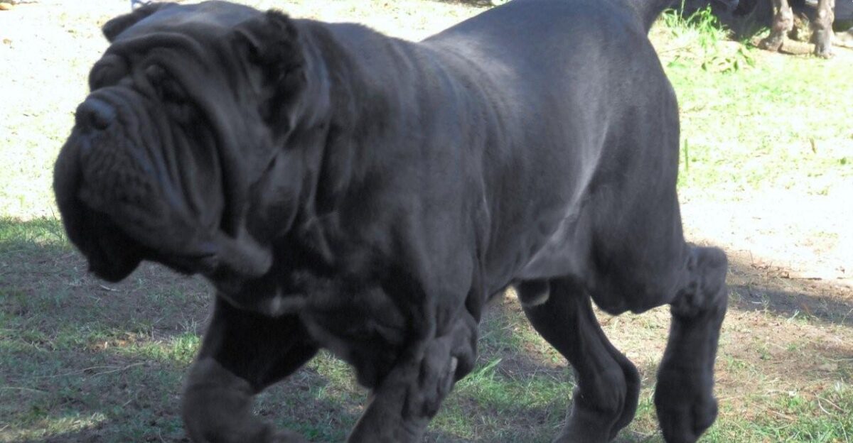 Neapolitan Mastiff