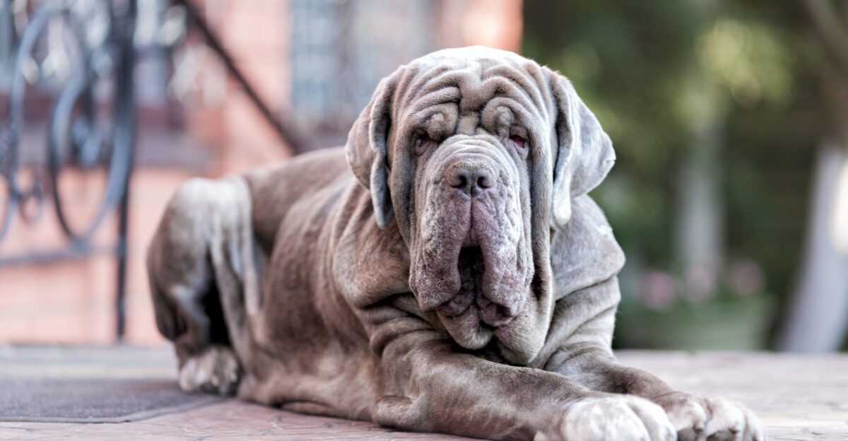 Neapolitan Mastiff Dog Breed Adoption Information Petfinder