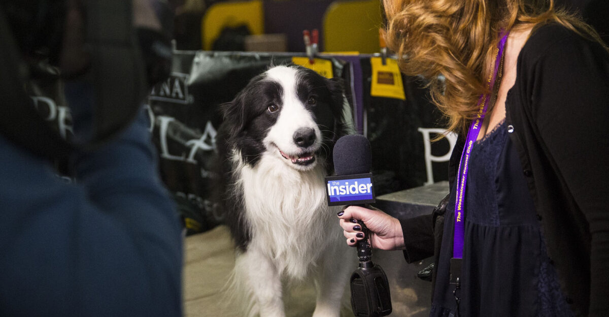 Sound Bites Dogs on the Microphone - The Atlantic