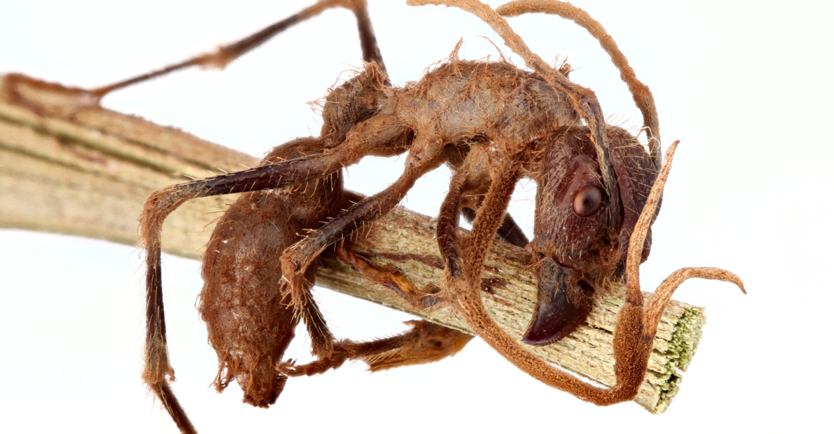 <p><i><a href="//commons.wikimedia.org/wiki/Paraponera_clavata" title="Paraponera clavata">Paraponera clavata</a></i> infected by <i><a href="//commons.wikimedia.org/w/index.php?title=Cordyceps&action=edit&redlink=1" class="new" title="Cordyceps (page does not exist)">Cordyceps</a></i><br>
</p>
<table style="width:100%; clear:both; margin:0.5em auto; background-color:#f7f8ff; border:2px solid #8888aa;" dir="ltr" class="layouttemplate">

<tbody><tr>
<td style="vertical-align: middle; padding: 0.5em; text-align: left;"><span typeof="mw:File"><a href="//commons.wikimedia.org/wiki/File:Backswimmer_(family_Notonectidae)_(23224315185).jpg" class="mw-file-description"><img decoding=