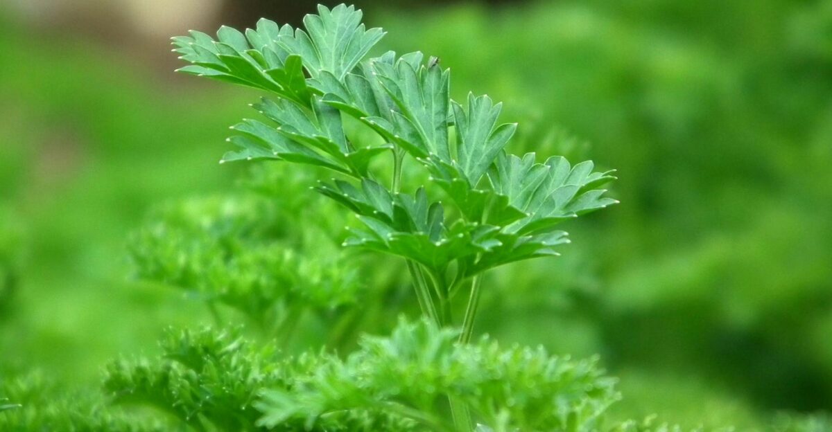 A detailed close-up shot of fresh vibrant green parsley leaves with dewdrops