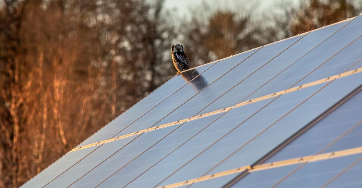 An owl sits majestically on a solar panel under the warm glow of sunset