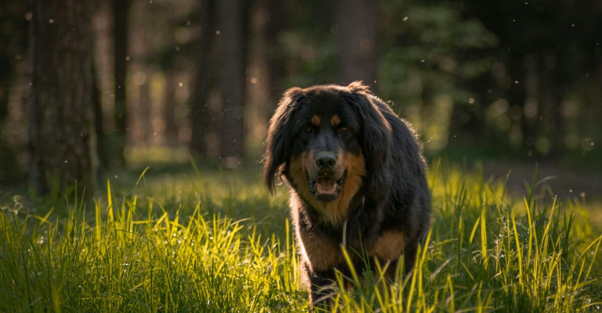 Tibetan Mastiff enjoying a walk in lush summer forest captured in warm daylight