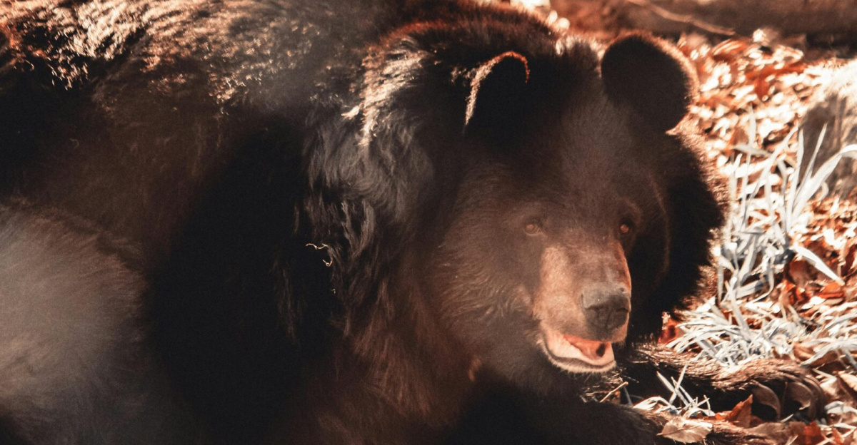 A black bear rests amidst fallen leaves in a serene autumn forest setting.