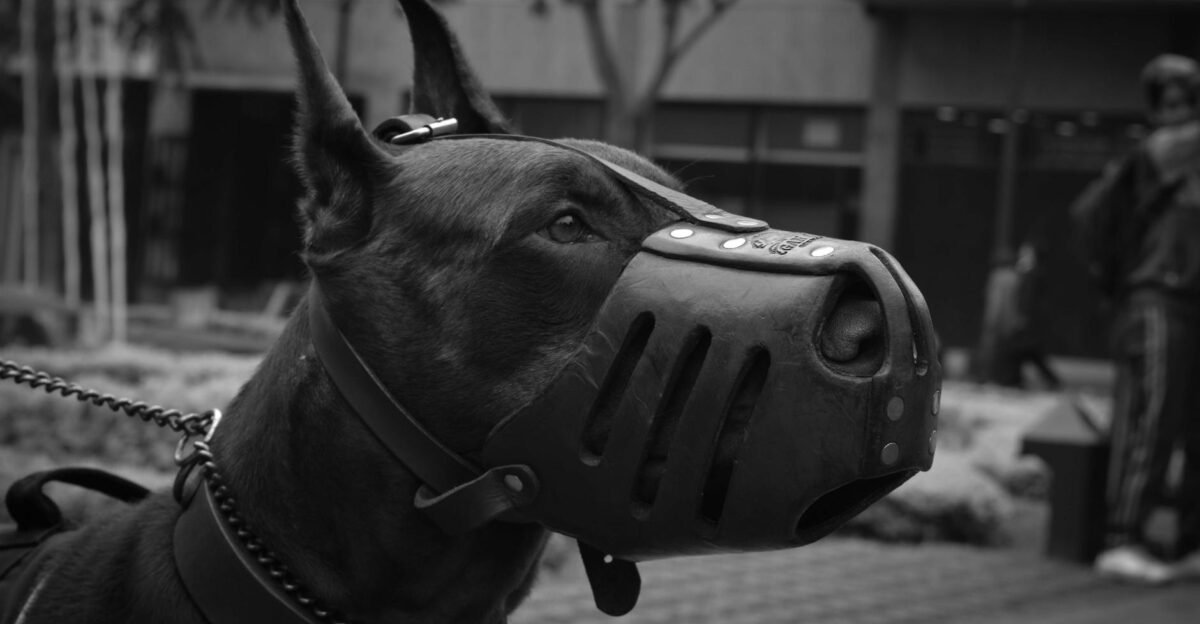 Close-up portrait of a Doberman Pinscher in a muzzle captured in black and white outdoors in Peru